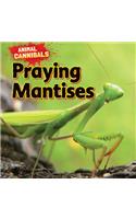 Praying Mantises