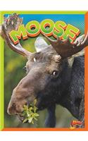 Moose: (Wild Animal Kingdom)