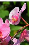 Orchids Notebook
