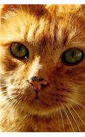 Cute Ginger Cat Journal