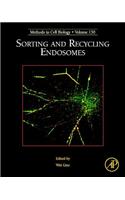Sorting and Recycling Endosomes