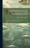 Barnacles (Cirripedia)