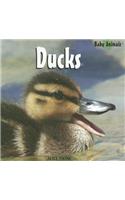 Ducks