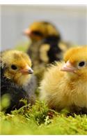 Baby Chicks in a Moss Bed Journal