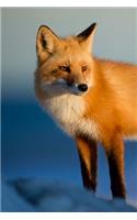 A Red Fox in the Morning Sunshine Animal Journal