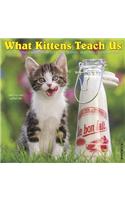 What Kittens Teach Us 2019 Wall Calendar