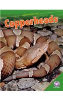 Copperheads