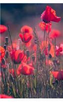 Poppies: Wild Flower