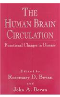 Human Brain Circulation