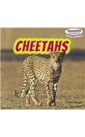 Cheetahs