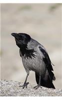 Hooded Crow Corvidae Bird Journal