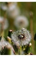 Dandelions Notebook