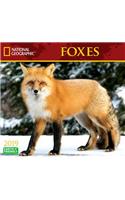 National Geographic Foxes 2019 Calendar