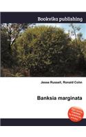 Banksia Marginata