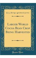 Larger World Cocoa Bean Crop Being Harvested (Classic Reprint)
