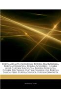 Articles on Eurybia (Plant), Including: Eurybia Macrophylla, Eurybia Divaricata, Eurybia Schreberi, Eurybia Avita, Eurybia Surculosa, Eurybia Spinulos