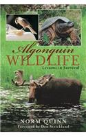 Algonquin Wildlife