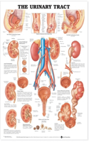 The Urinary Tract Anatomical Chart: (English)