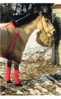 2020 Daily Planner Horse Photo Equine Blanketed Horse Winter 388 Pages: 2020 Planners Calendars Organizers Datebooks Appointment Books Agendas