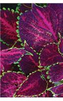 Purple Coleus Notebook: Blank Journal Diary Memoir Log Logue(26 Go Green 150 Lined)