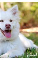 Journal: Blank Lined Paper Diary Notebook Dog Finnish Lapphund On The Grass Photo Design