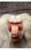 Hamadryas Baboon (Papio hamadryas) Portrait Journal: 150 Page Lined Notebook/Diary