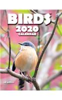 Birds 2020 Calendar (UK Edition)