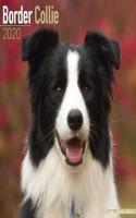 Border Collie Calendar 2020