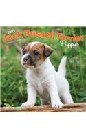 Jack Russell Terrier Puppies 2021 Square