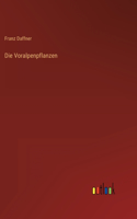 Voralpenpflanzen