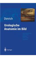 Urologische Anatomie Im Bild