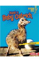 Meet a Baby Ostrich