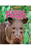 Collared Peccary