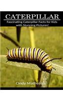 Caterpillar: Fascinating Caterpillar Facts for Kids with Stunning Pictures!