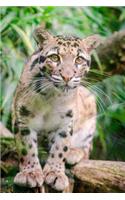 Clouded Leopard Big Cat Animal Journal: 150 Page Lined Notebook/Diary