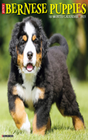 Just Bernese Mountain Puppies 2021 Wall Calendar (Dog Breed Calendar)