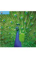 Peacocks Wall Calendar 2019 (Art Calendar)