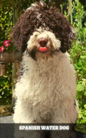 Spanish Water Dog