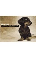 Day of the Dachshund