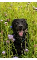 A Sweet Happy Black Labrador Retriever in a Field Pet Journal: 150 Page Lined Notebook/Diary