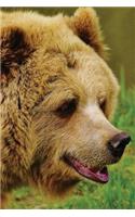 Bear Notebook