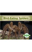 Bird-Eating Spiders