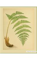 Vintage Nature Sketch Book