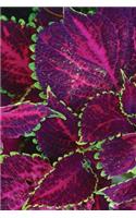 Purple Coleus Journal: Blank Notebook Diary Memoir Log Logue(26 Go Green 365 Lined)