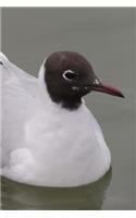 Bonaparte's Gull Journal (Larus Philadelphia): 150 page lined notebook/diary