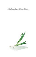 Scallion Green Onion Notes