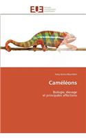 Caméléons