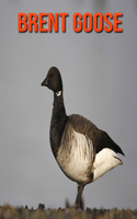 Brent Goose: Learn About Brent Goose and Enjoy Colorful Pictures