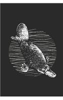Platypus Drawing