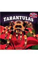 Tarantulas